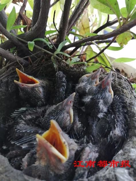 鳥在陽台築巢怎麼辦|野鳥叫聲好滋擾？家中有野鳥築巢怎麼辦？漁護署教你。